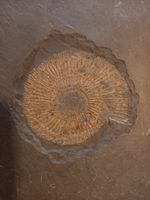 Dactylocelas Fossil