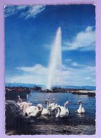 Genève - Le Jet d'Eau (120 m) et les Cygnes
