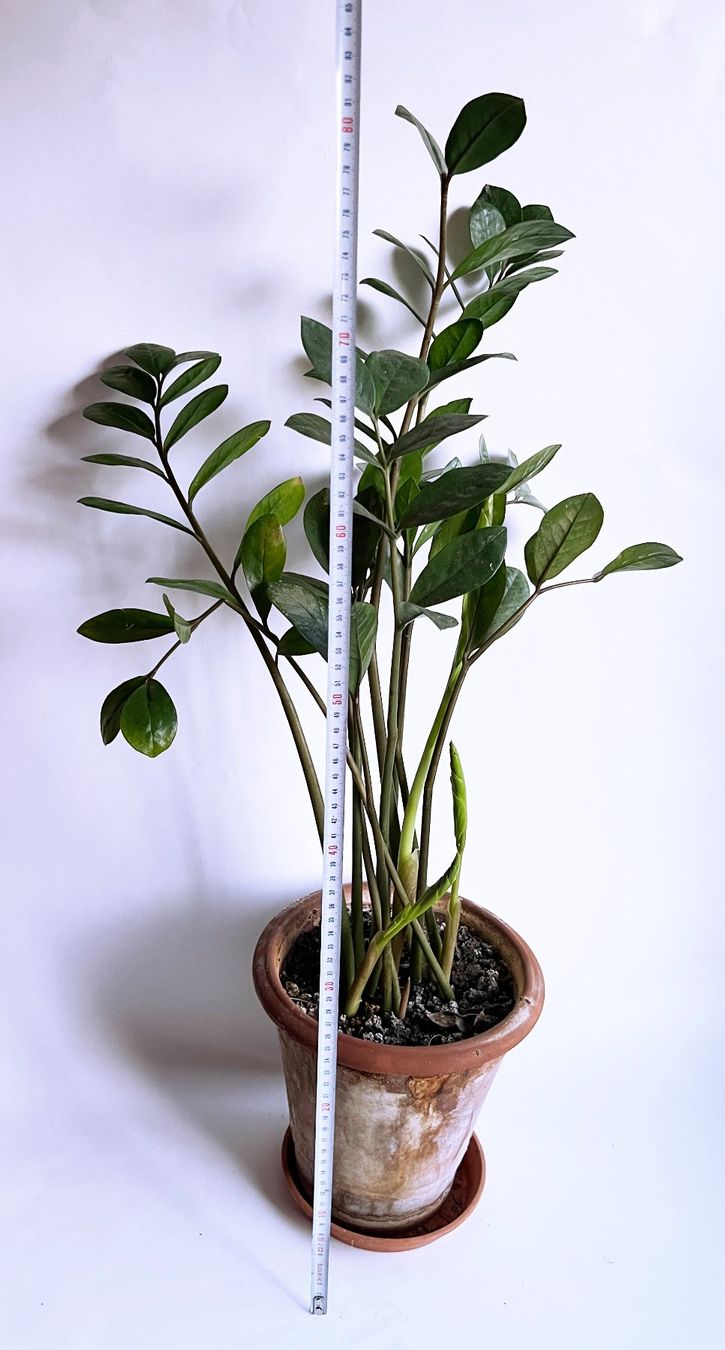 Piante & sementi: Zamioculcas***** – Nuovo (secondo la descrizione) da Dübendorf venduto da Orchid18 2