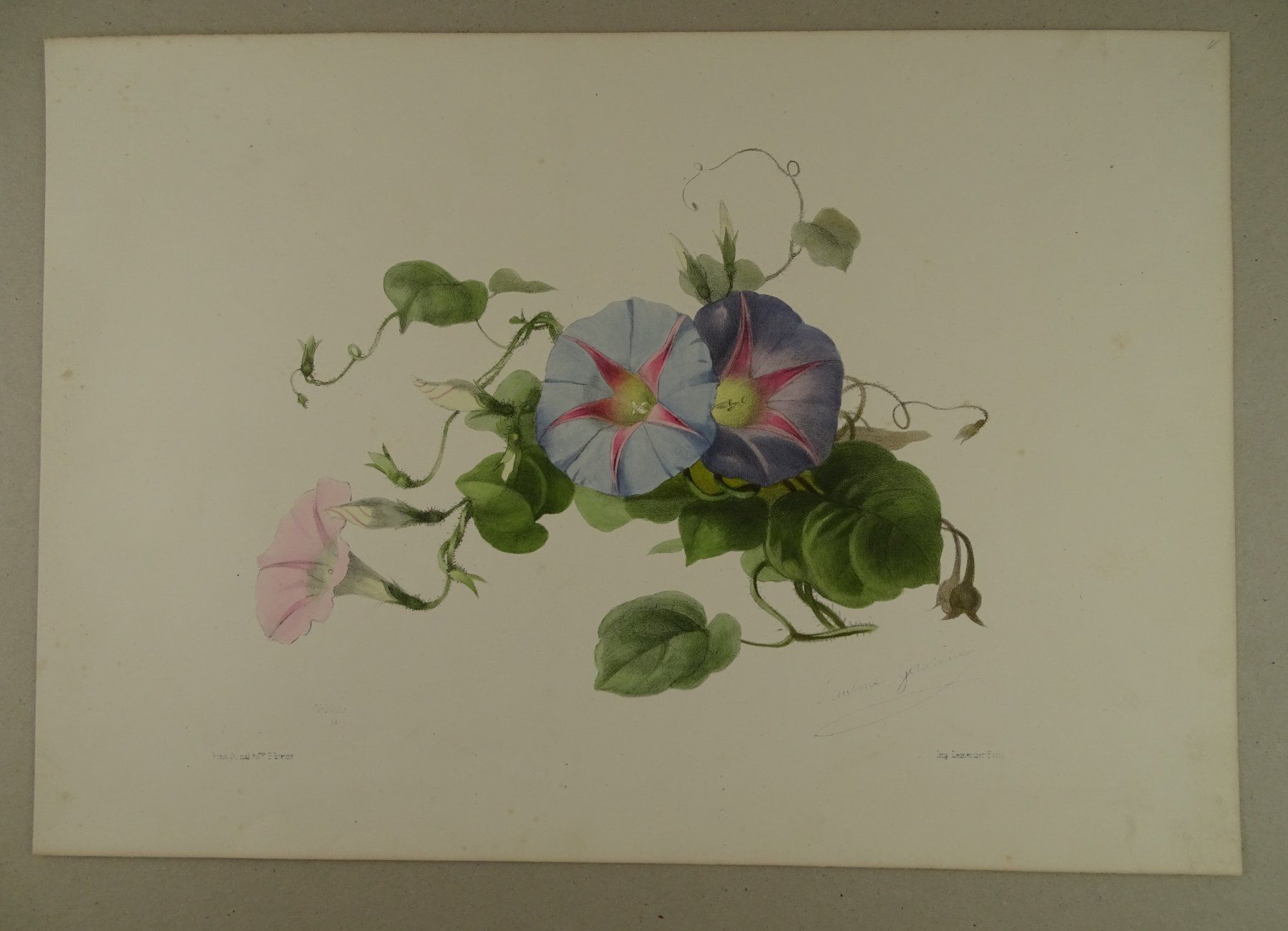 Stiche: VOLUBILIS, WINDENGEWÄCHS, LITHOGRAPHIE UM 1850 – Gebraucht aus Grüningen von Kartensammler