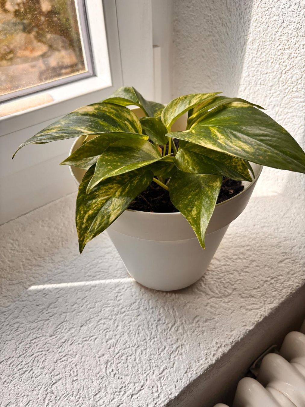 Piante & sementi: Pothos avec son pot blanc – Usato da Romainmôtier venduto da val_r8sn 1