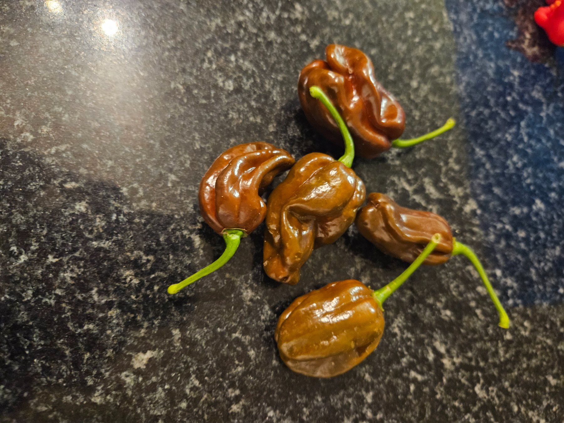 Piante & sementi: Habanero Chocolate Samen – Nuovo (secondo la descrizione) da Regensdorf venduto da Mischa88 2