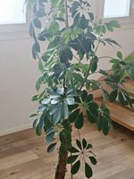 Schefflera Pflanze 