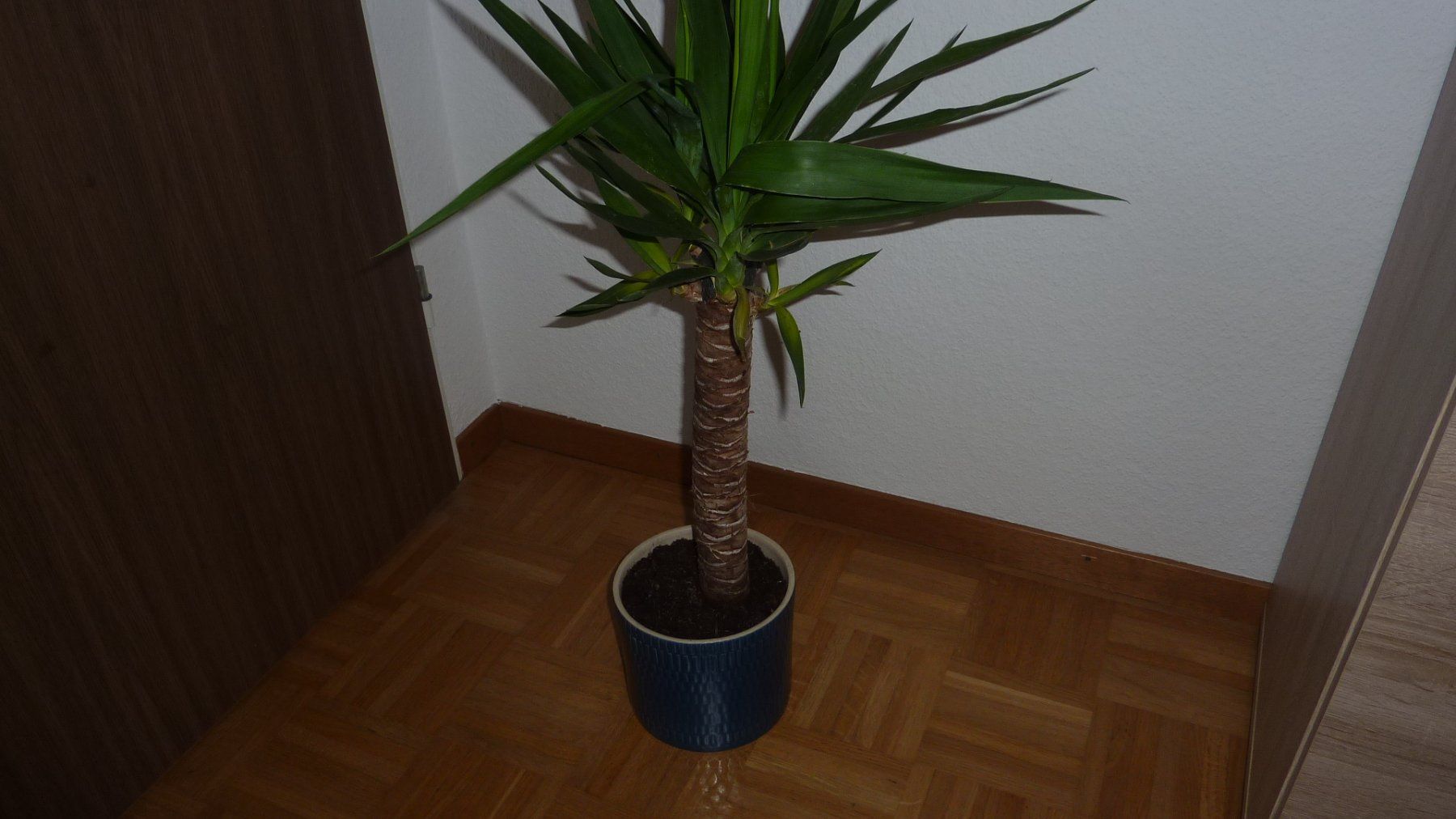 Pflanzen & Samen: yucca palme – Neu (gemäss Beschreibung) aus Füllinsdorf von pmarkus 3