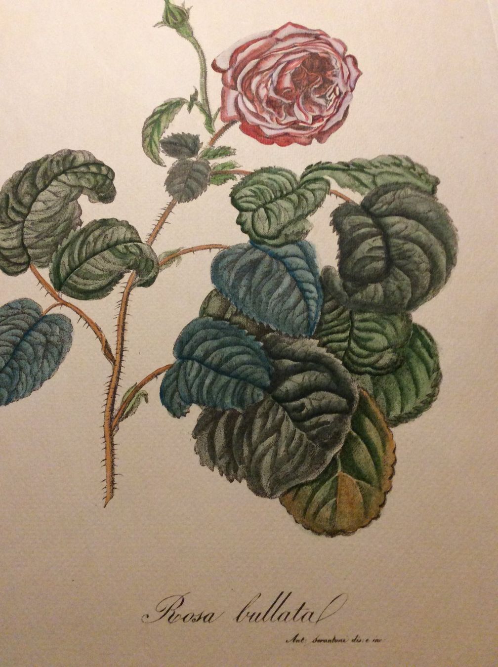 Grafica & Litografie: Planche Ant. Serantoni dis. e inc – Usato da Genève venduto da edelweiss1900 3
