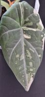 🤩Alocasia Maharani Albo Variegata Rhizom 
