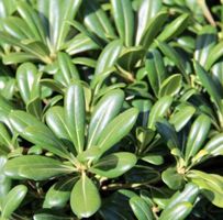 10 Samen immergrüner Zierstrauch PITTOSPORUM TOBIRA Graines