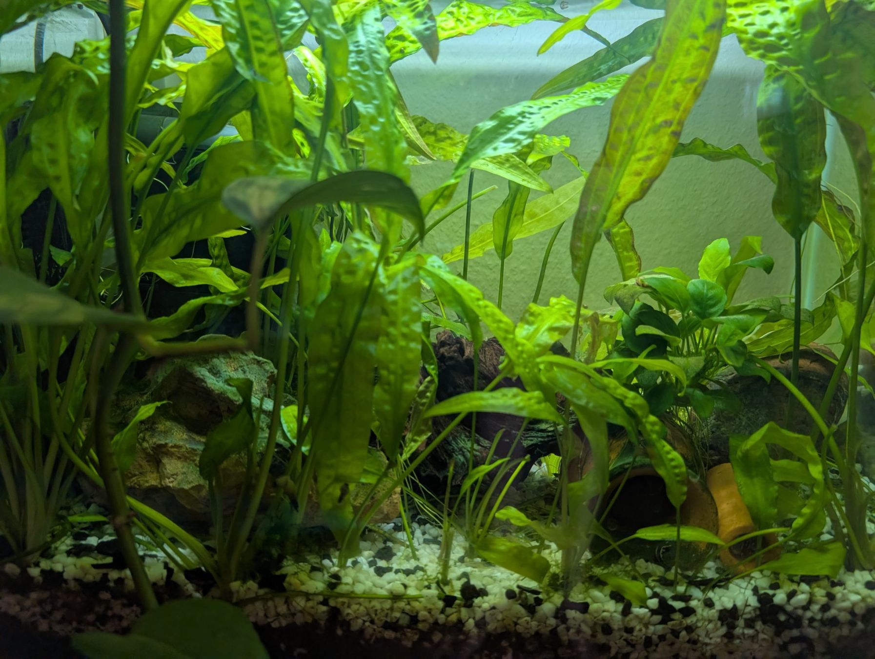 Amazonas Acquari: Amazonas World E-40 Aquarium 34L with LED light, upgraded fi – Usato da Zürich venduto da deb_n55g 4