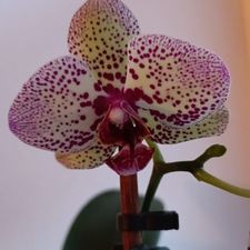 Profile image of Fabienne2775