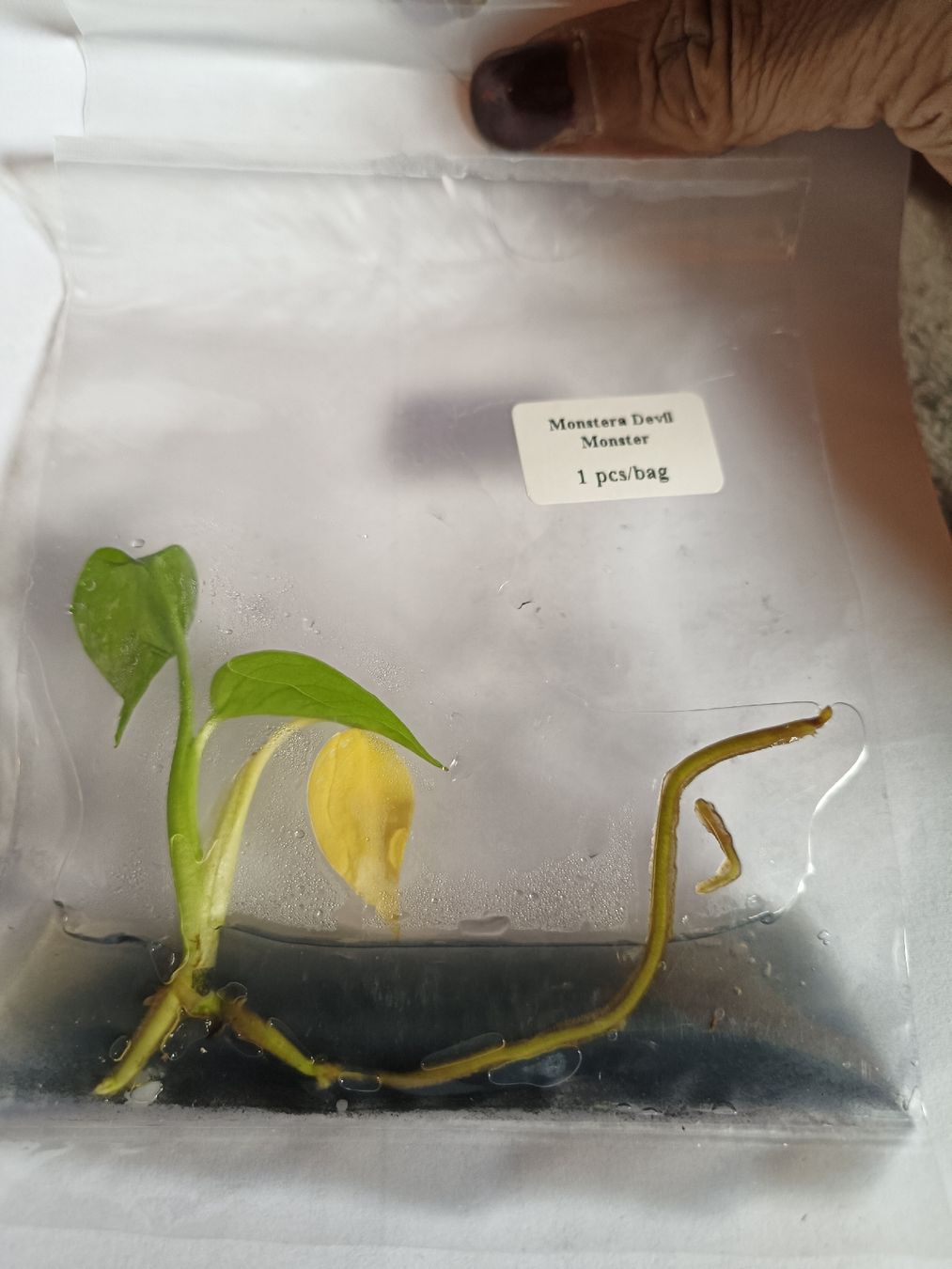 Plantes & graines: Monstera Devil TC  – Neuf avec emballage d'origine à St-Aubin-Sauges par may_2yrv 5