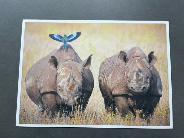 Poster & Bilder: NASHORN – Neu (gemäss Beschreibung) aus Honau von sainj