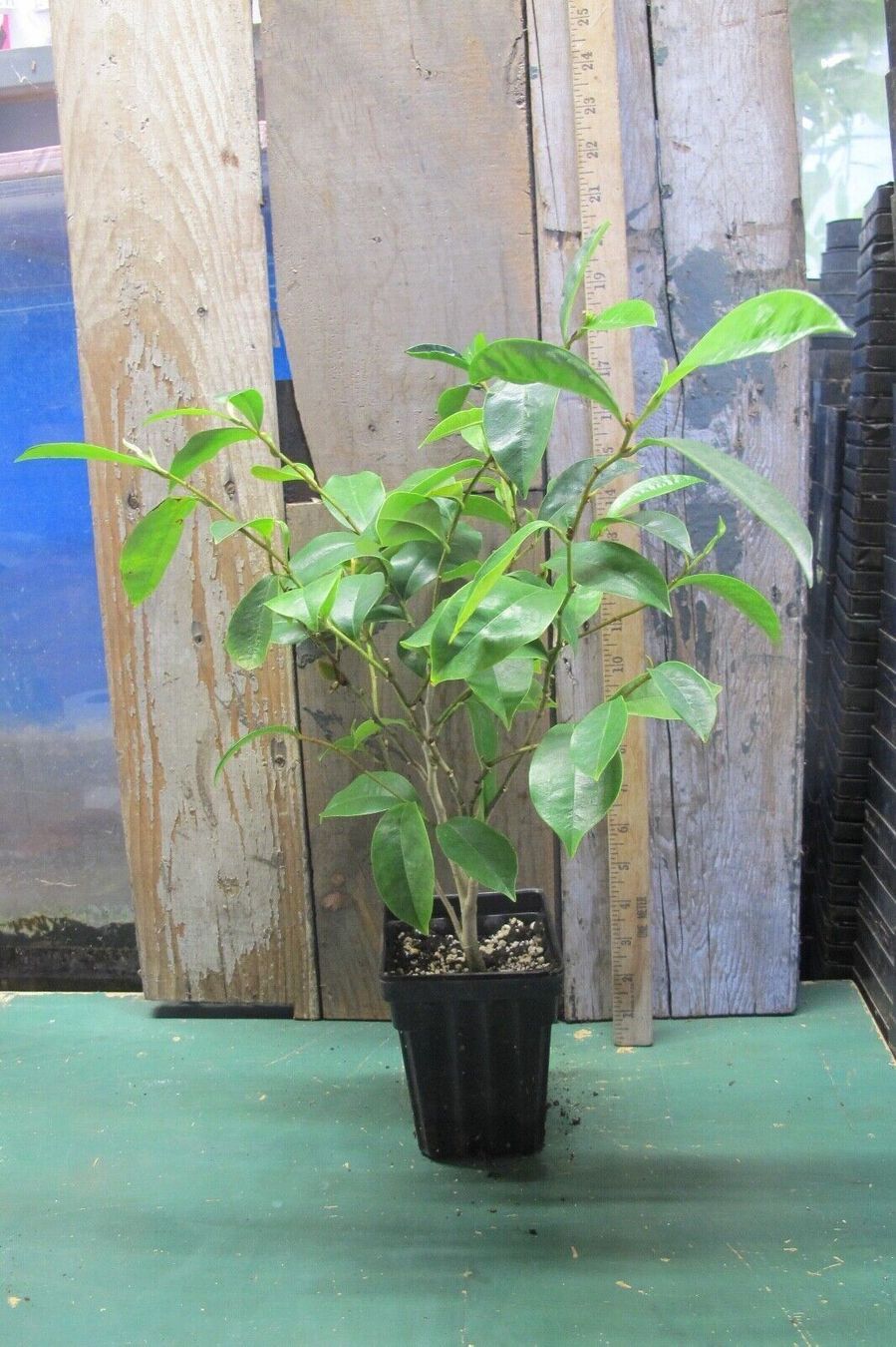Piante & sementi: Arbre Banane  20cm  RARE – Nuovo (secondo la descrizione) da Bremblens venduto da FIBONACCI369 4