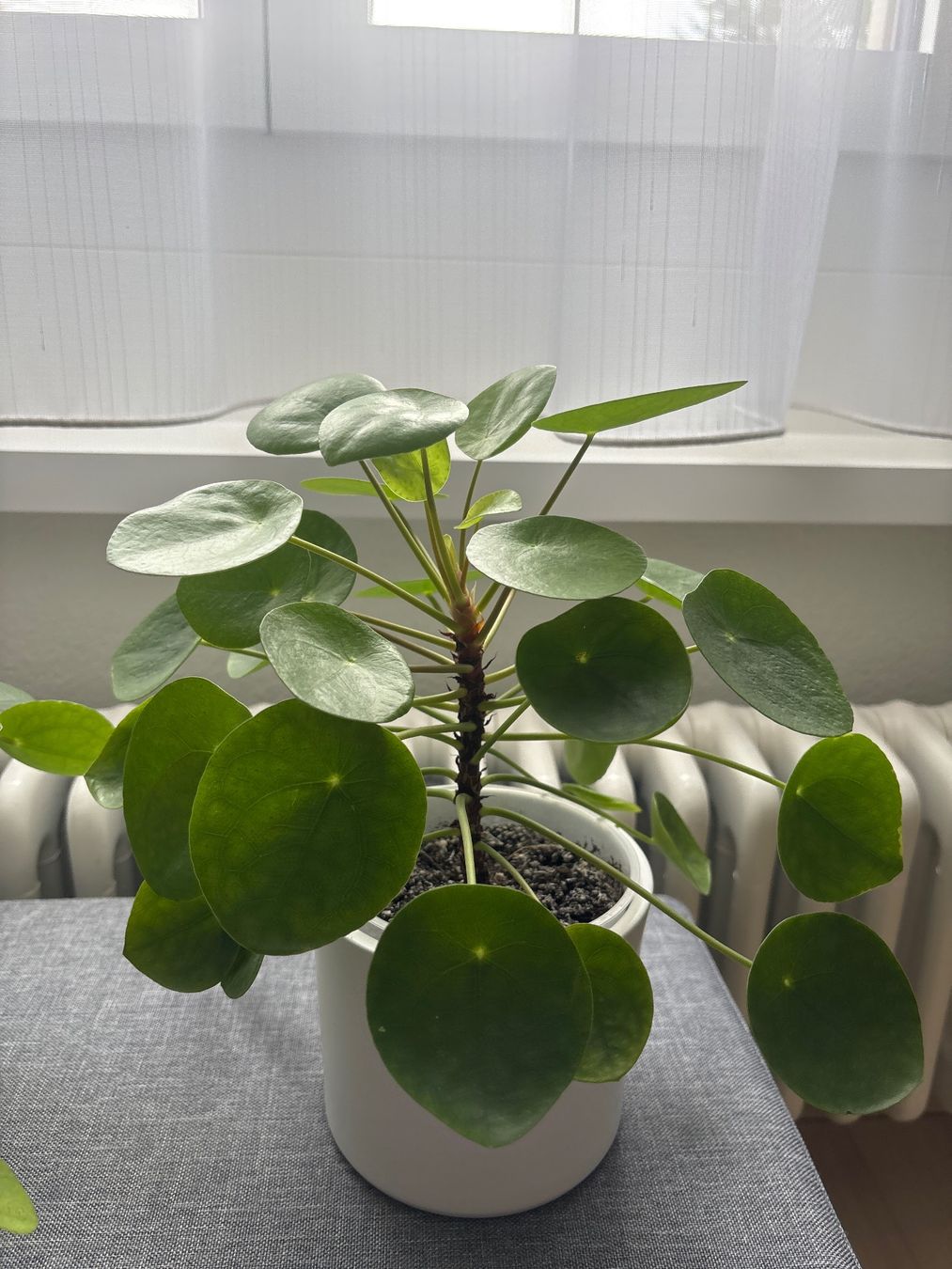 Piante & sementi: Zimmerpflanze Pilea Peperomioides – Nuovo (secondo la descrizione) da Lyss venduto da jba_s2my