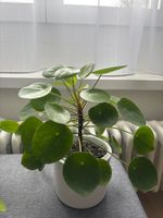 Zimmerpflanze Pilea Peperomioides