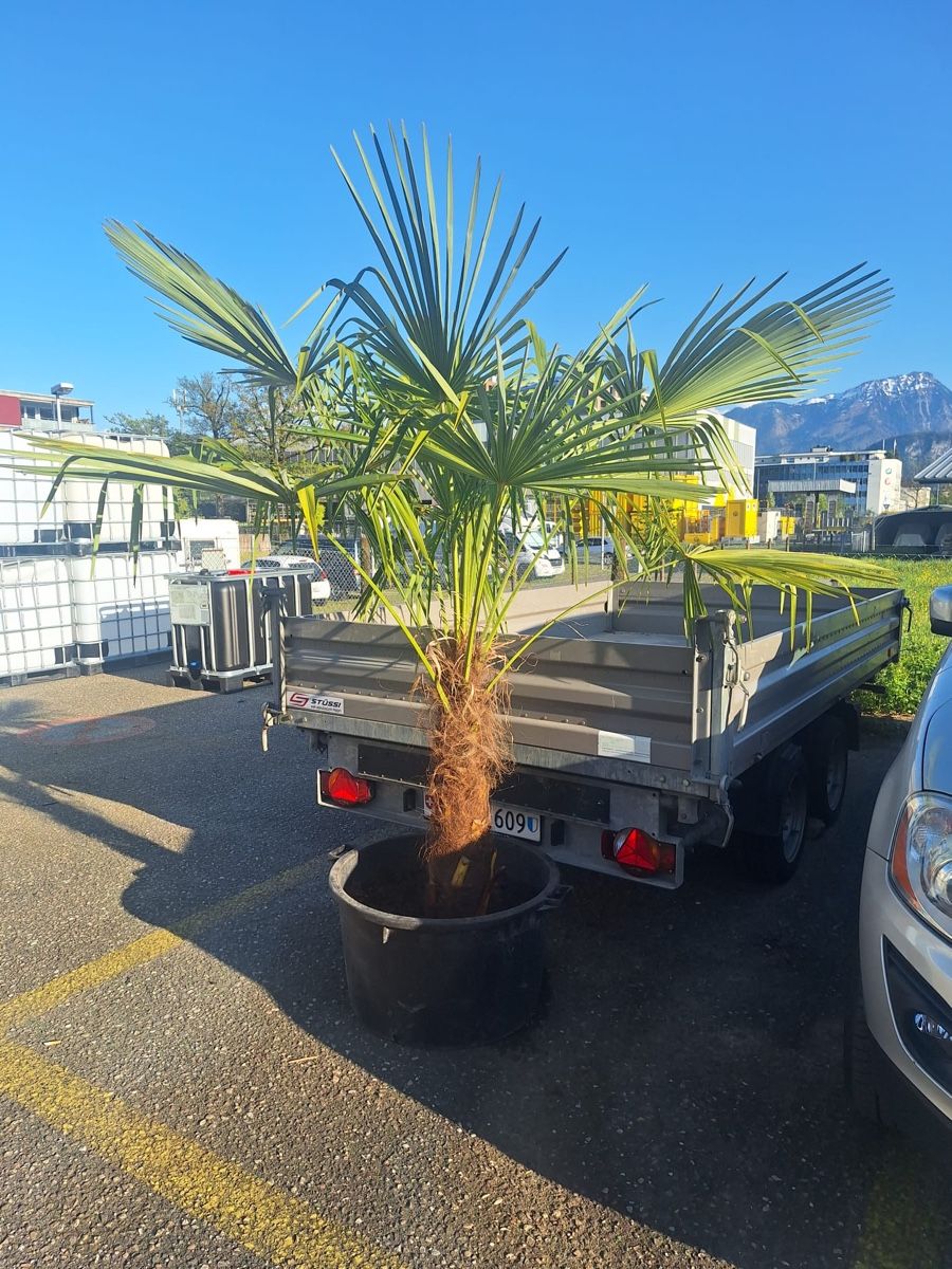 Piante & sementi: Palme mit Topf – Usato da Auw venduto da rosee_