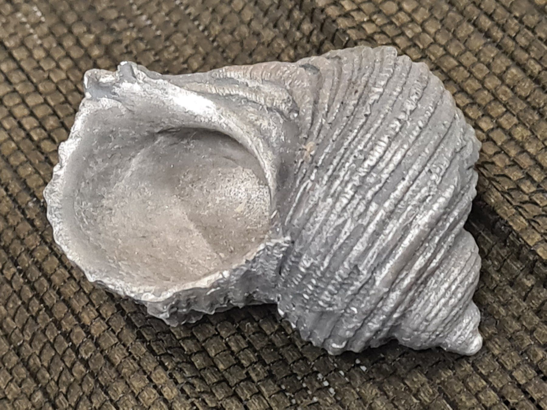 Fossilien: Schnecken- Muschel, 5.5x5 cm – Gebraucht aus Amriswil von kleindeko 1