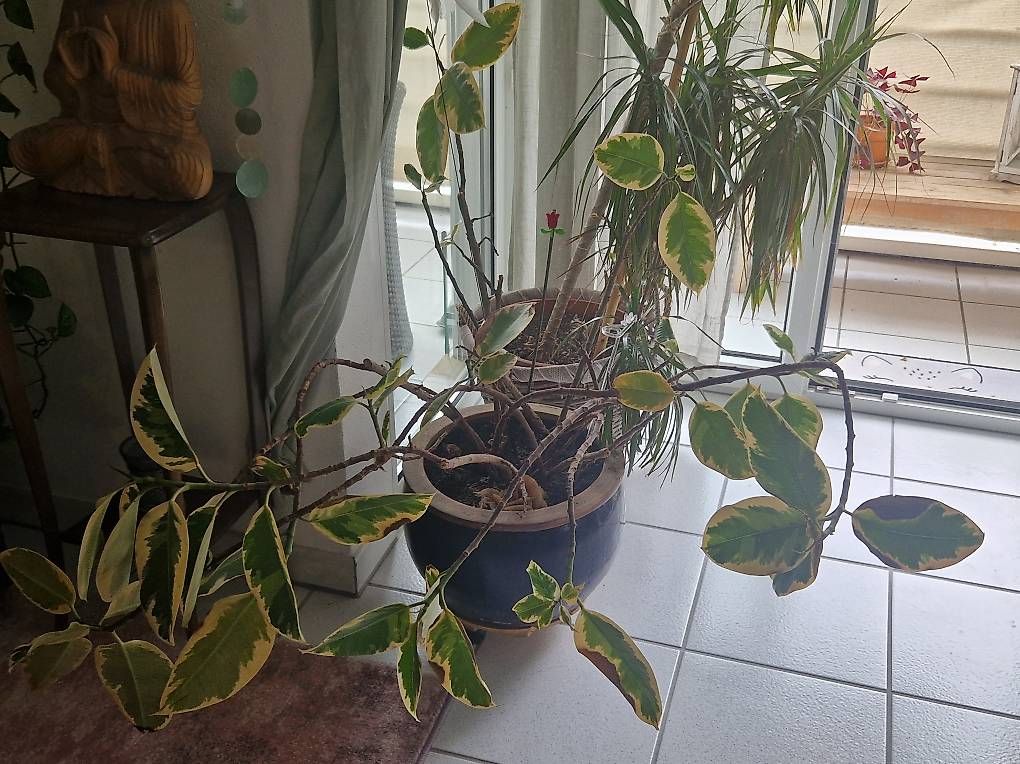 Piante & sementi: Pianta con vaso – Nuovo e nell'imballaggio originale da Aurigeno venduto da dan_2xx2