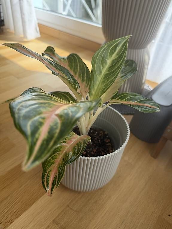 Piante & sementi: Aglaonema – Usato da Spiez venduto da Lunelu 2