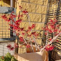 Zaubernuss-Hamamelis, Max Bonsai, selten rot blühend 1mx80cm