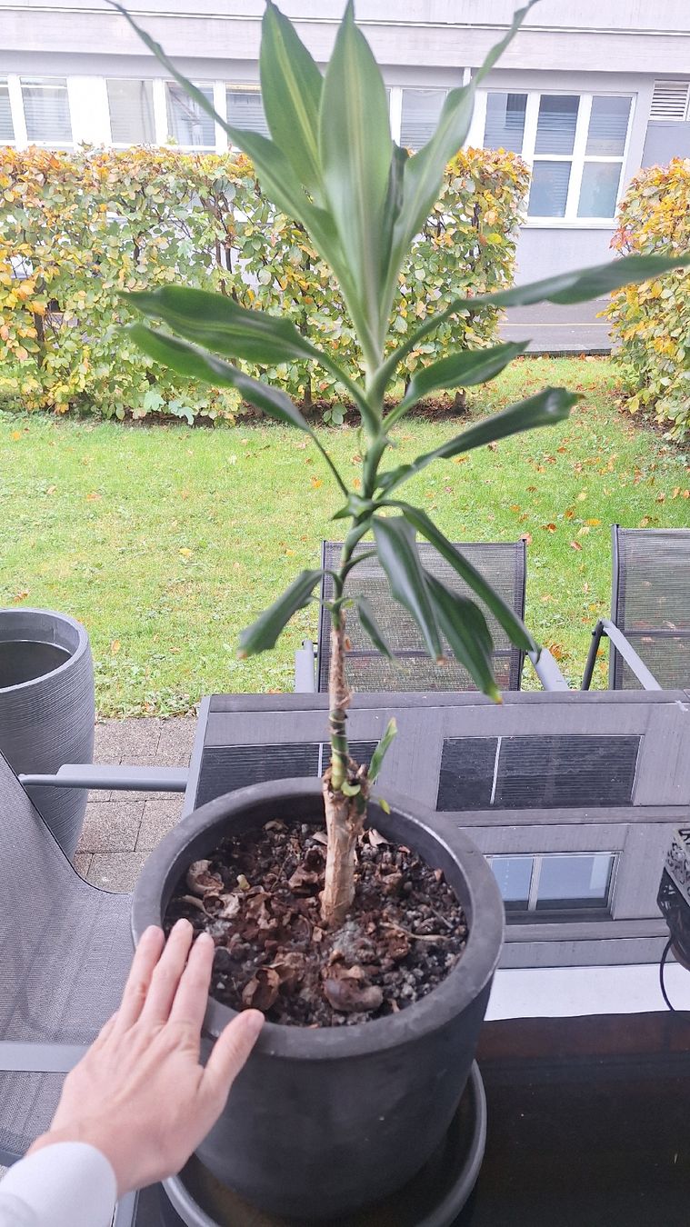 Pflanzen & Samen: Drachenbaum im Topf Pflanze 60cm hoch – Gebraucht aus St. Gallen von sha_82dn
