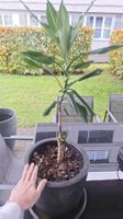 Drachenbaum im Topf Pflanze 60cm hoch