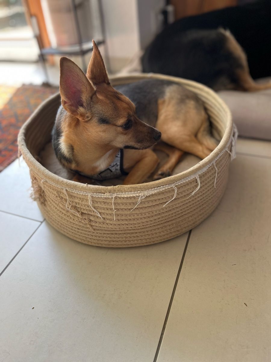 Sonstiges für Büro & Gewerbe: Hundehüten – Gebraucht aus Zürich von Bruggmann50 1