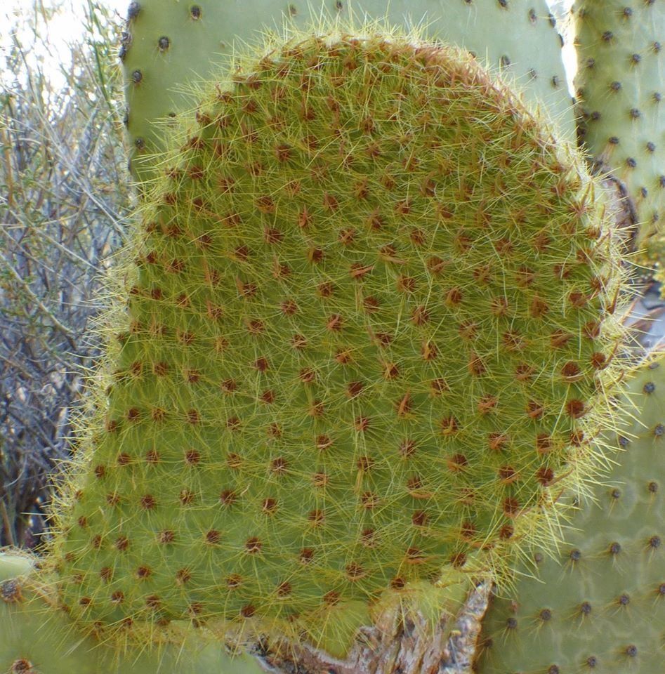 Piante & sementi: Opuntia scheeri Ohr ca. 20cm – Usato da Augst BL venduto da Betsileo
