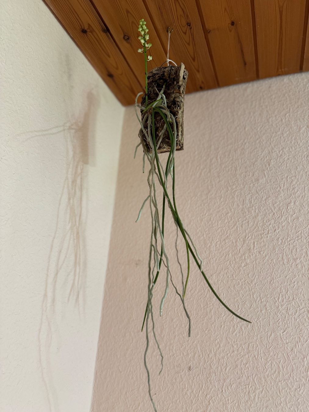 Piante & sementi: Seidenfadenia mitrata – Usato da Männedorf venduto da mrclst