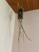 Seidenfadenia mitrata