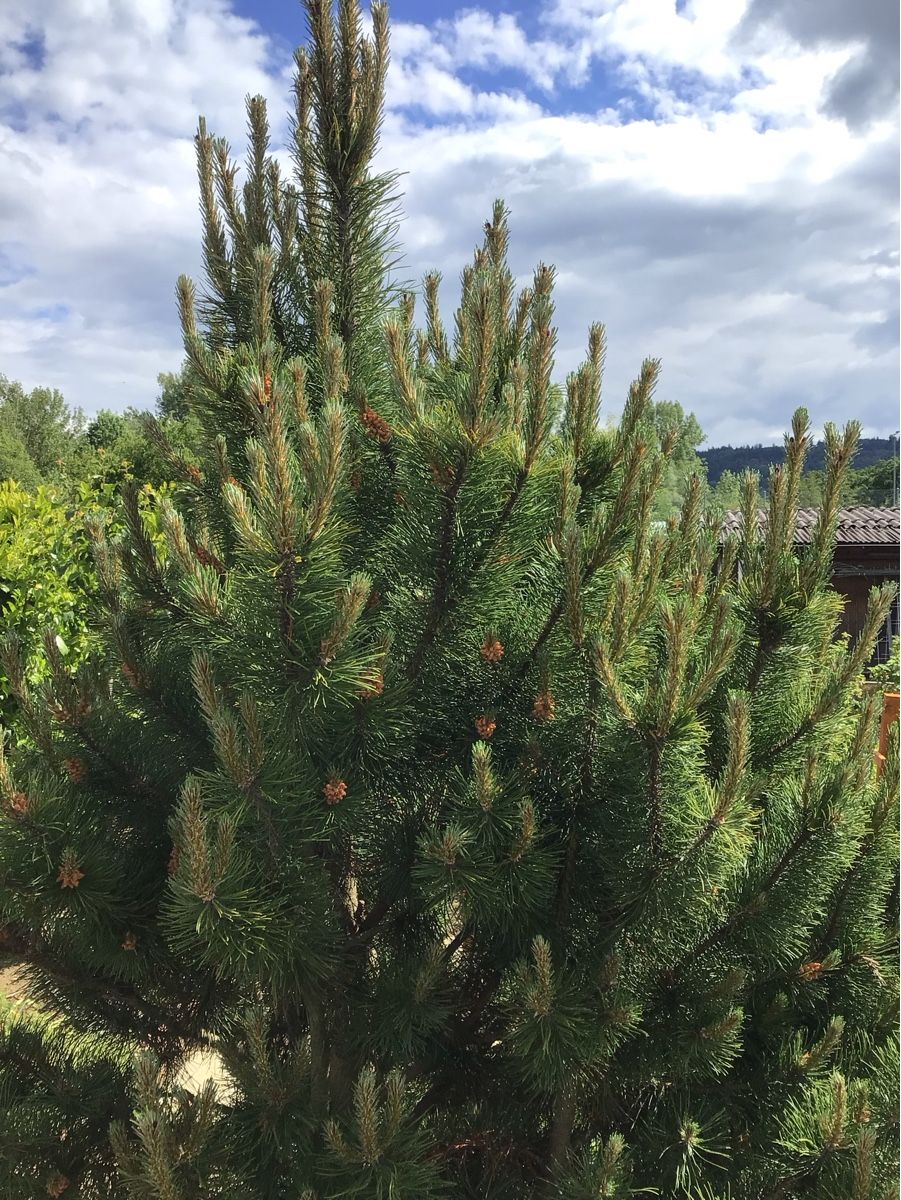 Piante & sementi: Grosse Bergföhre – Usato da Buchs ZH venduto da Wendelin51 2