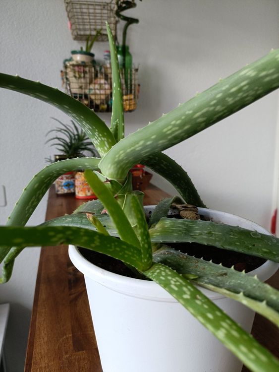 Aloe Vera Pflanze Kaufen auf Ricardo