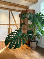 Monstera / Fensterblatt Zimmerpflanze (ohne Topf)