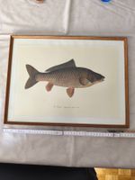 Gravure ancienne La Carpe Marcus Elieser Bloch