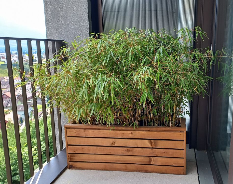 Hochbeet inkl. Pflanze (Bambus) Kaufen auf Ricardo