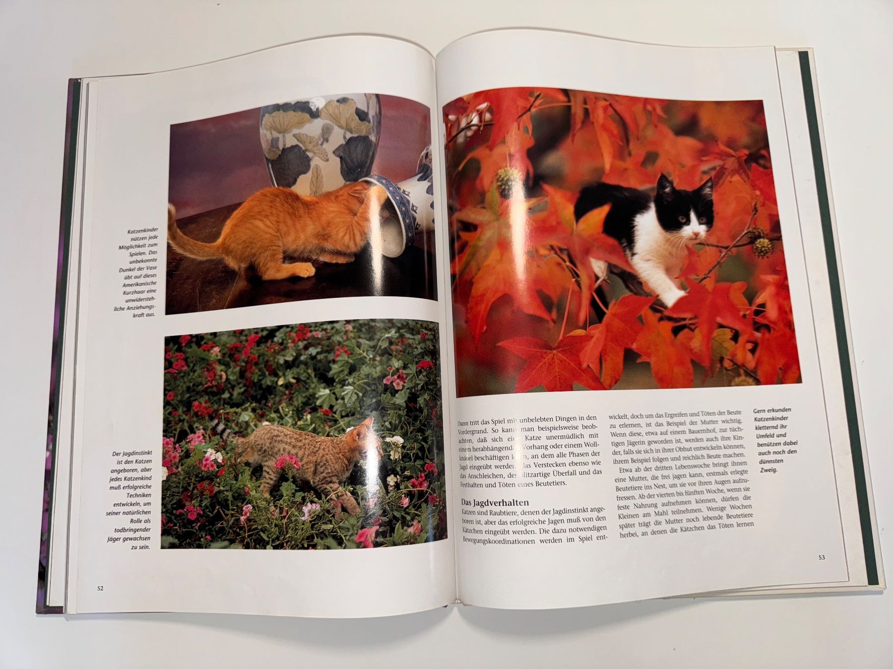 Libri: BUCH: Katzenkinder – Usato da Grosswangen venduto da Second_hand_paradise 5