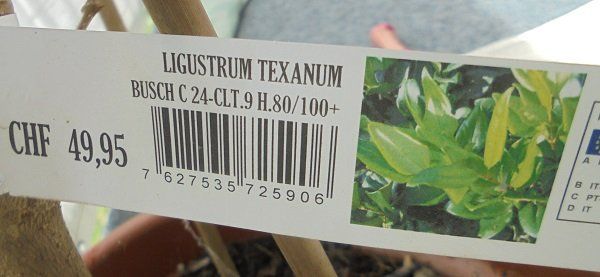 Immergrüne Gartenpflanze/Heckenpflanz/Balkonpflanze Liguster Kaufen