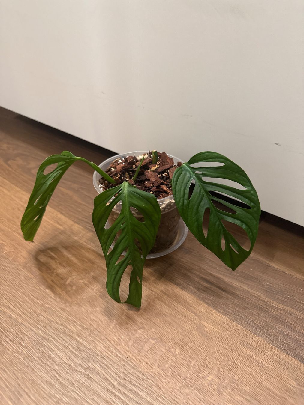 Pflanzen & Samen: Monstera Adensonii (Monkey Mask) – Gebraucht aus Zürich von bau_d56d