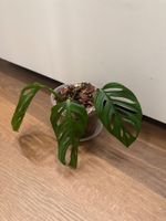 Monstera Adensonii (Monkey Mask)