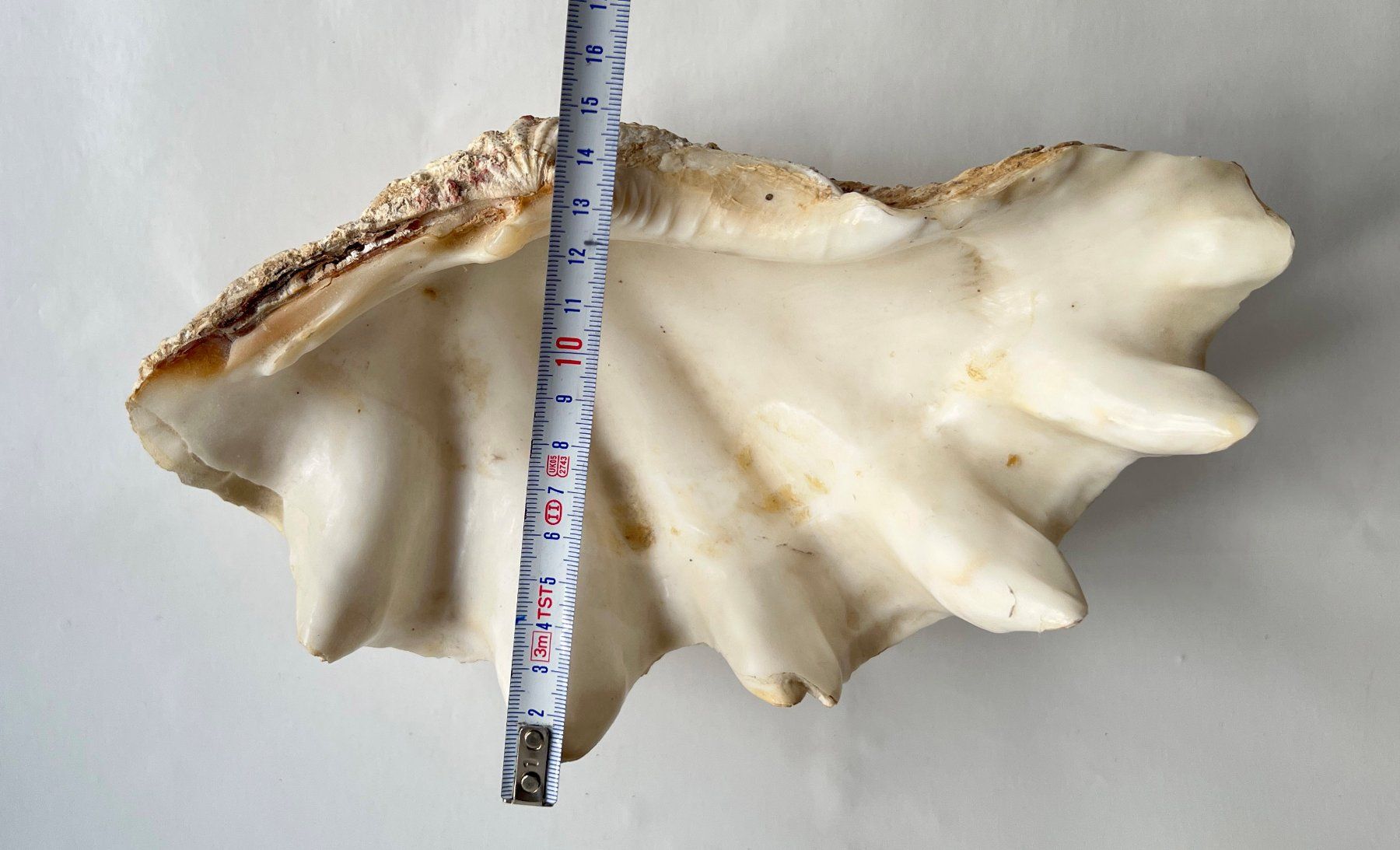 Tutte le decorazioni: Grosse natürliche Muschelschale***** – Usato da Dübendorf venduto da Smisbox 7
