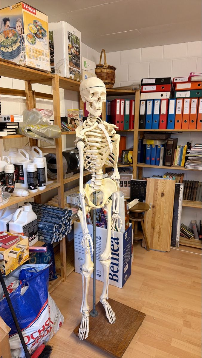 Modellbausätze & Standmodelle: Anatomisches Skelett mit Ständer – Gebraucht aus Magden von Romarani