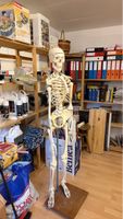 Anatomisches Skelett mit Ständer