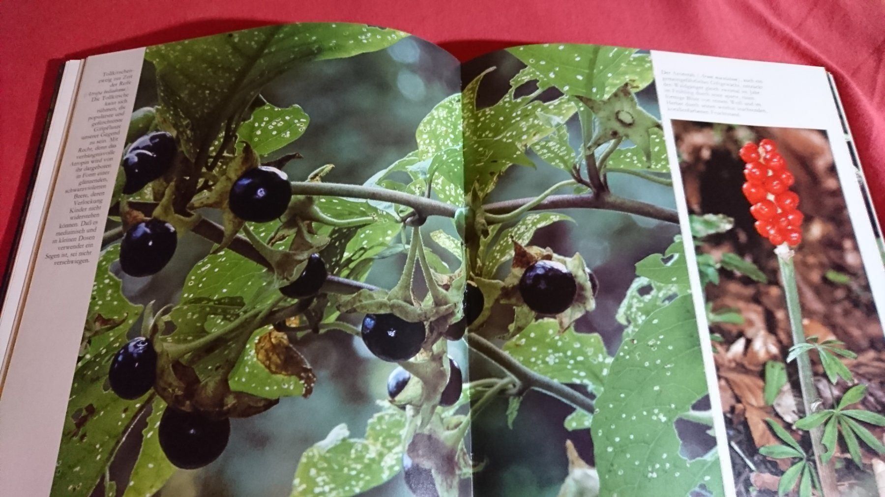 Libri: Die Natur in der wir leben – Usato da Remetschwil venduto da Privatflohmi 5