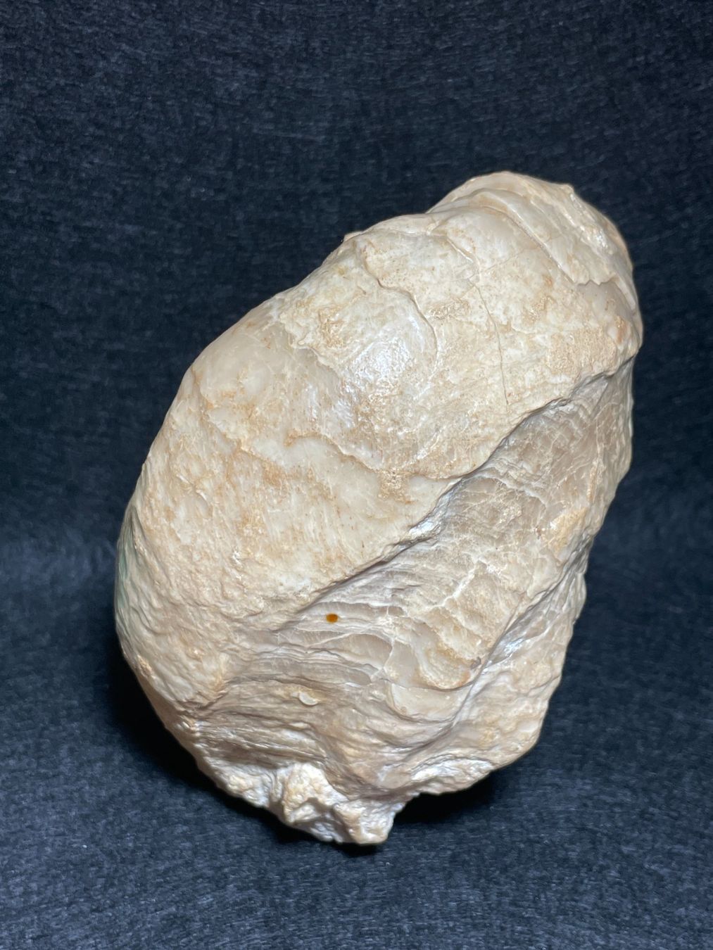 Fossili: Grande Huitre spiralée, rare – Nuovo (secondo la descrizione) da Cernier venduto da Tashi_Delek 3
