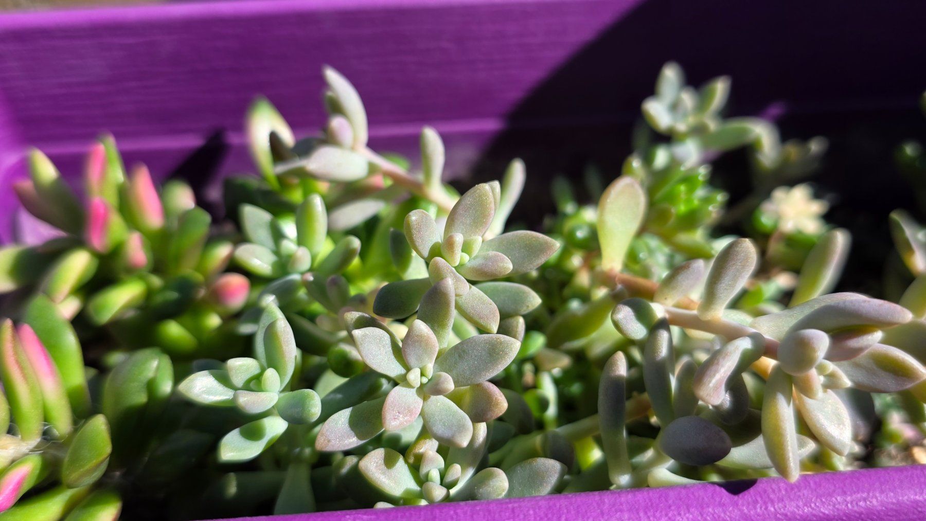 Pflanzen & Samen: Graptopetalum mendozae; Mini Succulent – Neu (gemäss Beschreibung) aus Zürich von The_Plant_Wizard