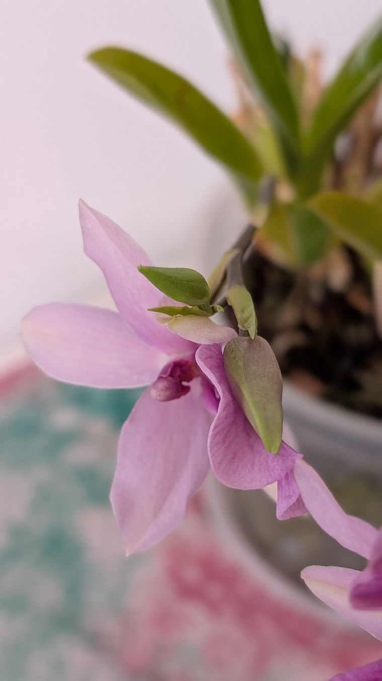 Piante & sementi: Miltonia 'Honolulu Dark Lip' Orchidee – Usato da Untervaz venduto da Lyraia 7