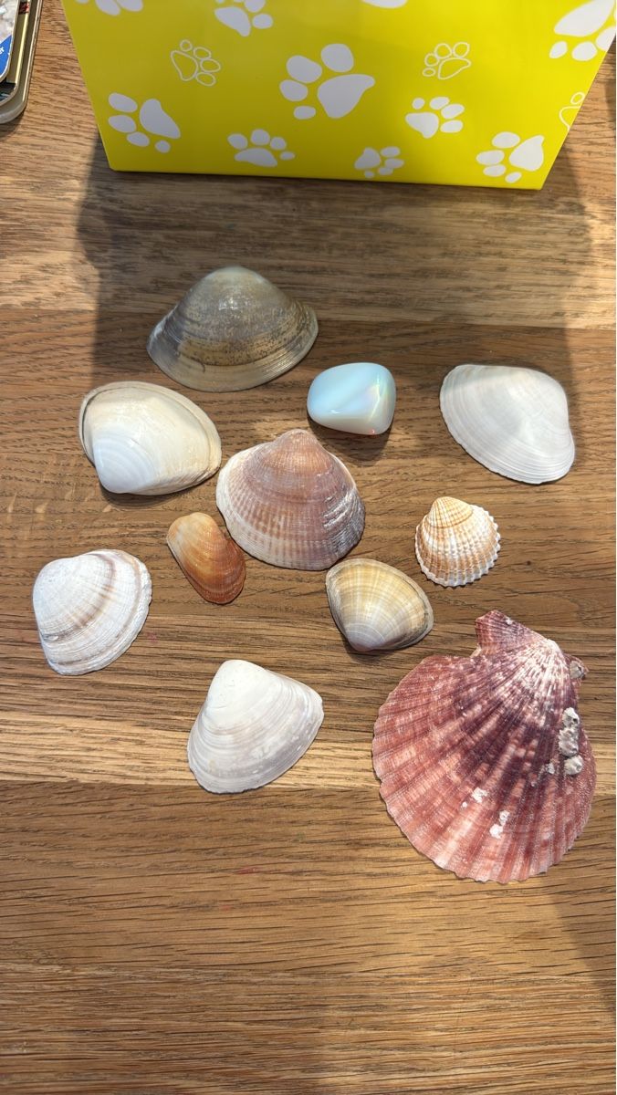 Alle Dekorationen: Muscheln & Stein – Gebraucht aus Sissach von jr814
