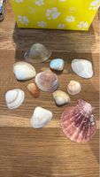 Muscheln & Stein