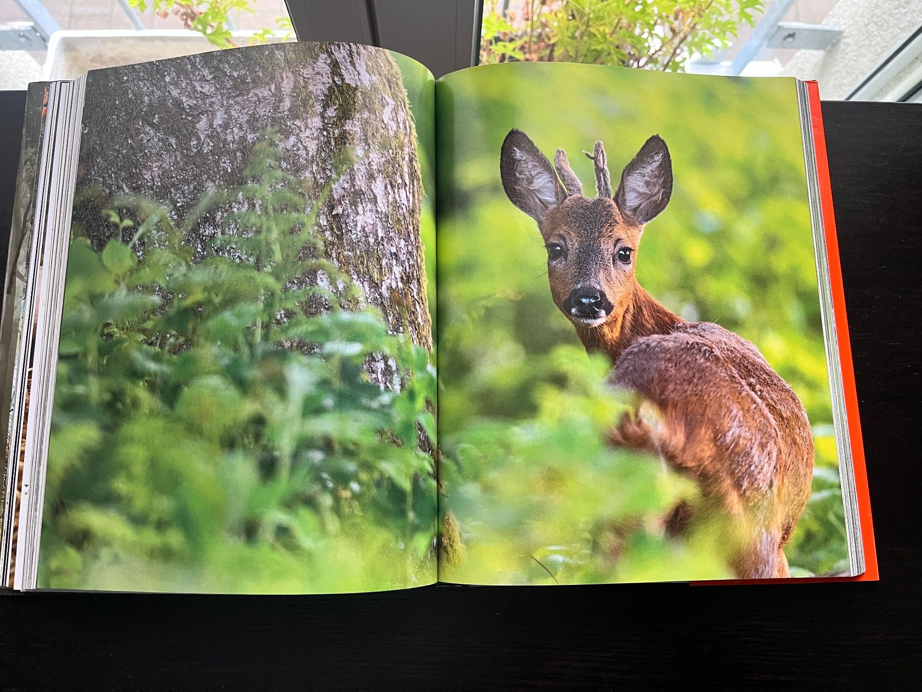 Libri: Peter Wohlleben: La Vie secrète des animaux – Usato da Lausanne venduto da Kinga_Shopaholic 5