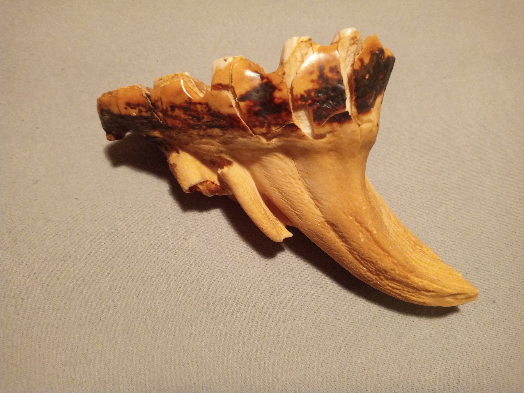 Fossili: fossile Backenzahn (Molar) eines Elefanten ? – Usato da Prez-vers-Siviriez venduto da Monija70 2