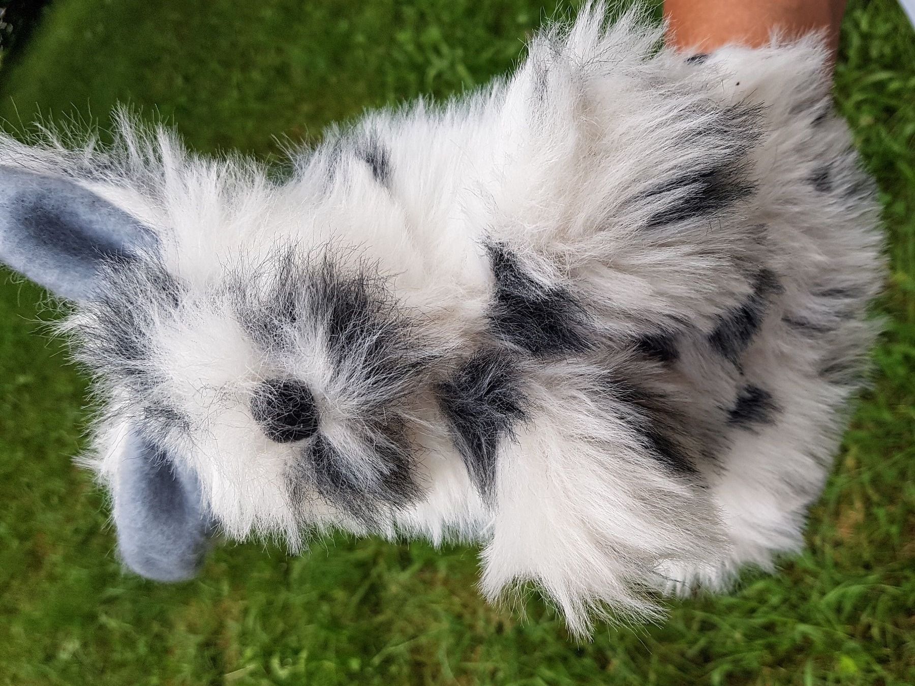 Bambole: FLUPPETS: Handpuppe Hase / NEU – Nuovo e nell'imballaggio originale da Dürrenäsch venduto da Didaedi 1